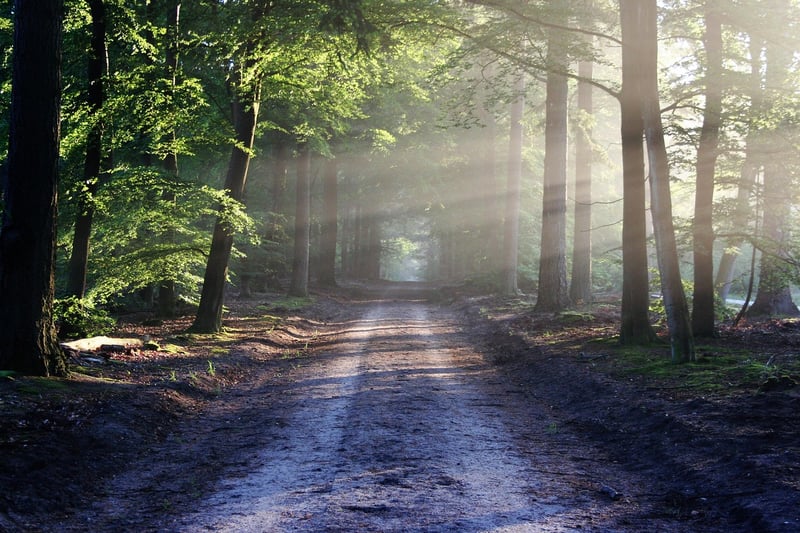 Nature Trail Mindfulness